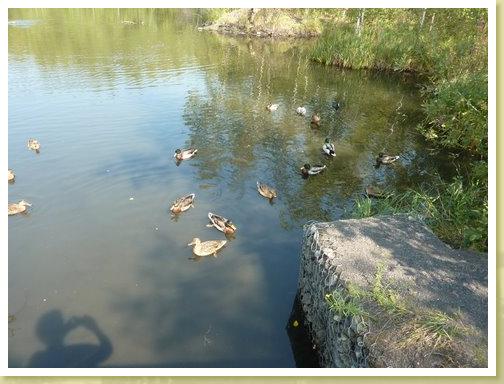 Rieulay_01.09.2011 (3)